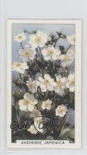1938 Gallaher Garden Flowers Tobacco Anemone Japonica #20 0f8