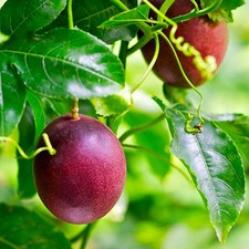 Purple Passion Fruit Seedss 150 pcs Passiflora edulis Purple Granadilla