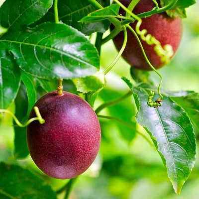 Purple Passion Fruit Seedss 150 pcs (Passiflora edulis) Purple Granadilla