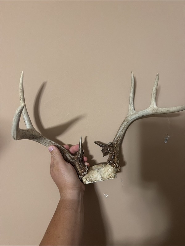 Whitetail Deer Antlers Set 9 Point Horns, Rack, Mount