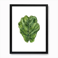 Fiddle Leaf Fig Art Print Framed Wall Art Poster Canvas Print Picture