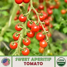 10 Sweet Aperitif Tomato Seeds, Organic, World's Sweetest Tomato!, Genuine USA