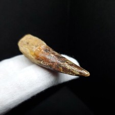 Beautiful Spinosaurus Dinosaur Tooth Fossil 2.1 Inches Morocco