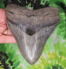 Megalodon Sharks Tooth 5 7/16