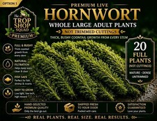 Premium Live Hornwort 20 FULL Plants   Whole Large Adult Plants Not Cuttings   
