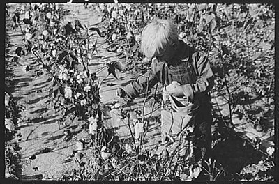 Statesville North Carolina 1939 Cotton Picking J.A. Johnson's Son FSA
