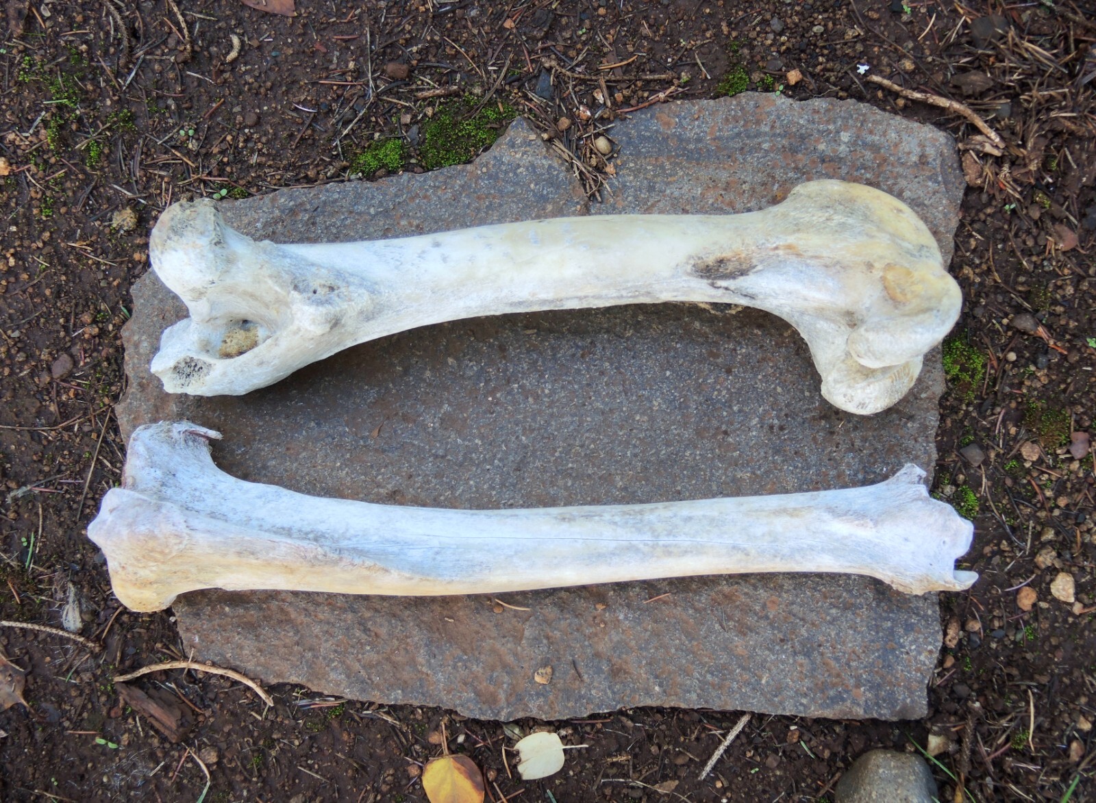 2 Cow Leg Bones eBay