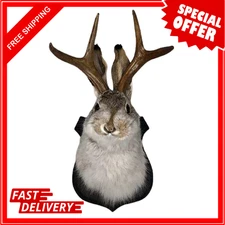 Jackalope Mount, Jackalope Taxidermy, Animal Head Wall Decor, Deer Head Wall Mou