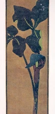 Vintage Floral Print, Jack-In-The-Pulpit Keramic Studio 1908 botanical art 13x10