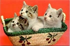 Three Adorable Kittens in a Basket Postcard