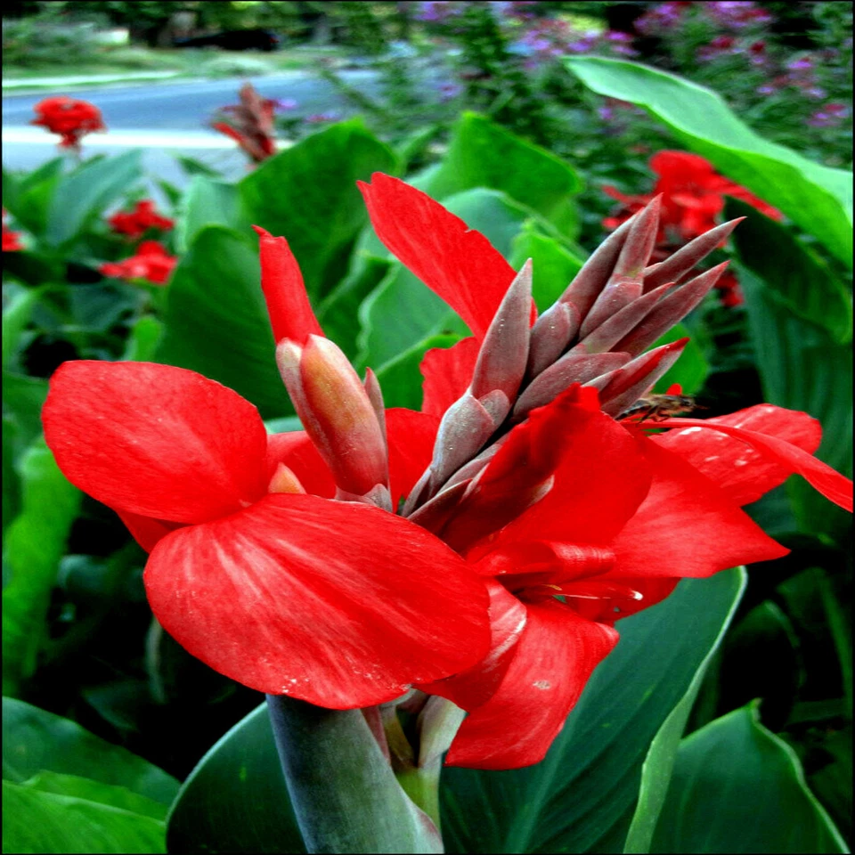 RED CANNA LILY INDICA SEEDS INDIAN SHOT Arrowroot Flowers Attracts Hummingbirds - Image 2 of 4