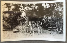 RPPC Oregon OR Feeding Time Deer Fawn Klamath County Circa 1940s