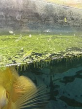 Duckweed for Fresh Water Aquarium 700 Live Freshwater