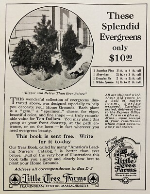 1924 AD.(N16)~LITTLE TREE FARMS, FRAMINGHAM CENTRE, MASS. SPLENDID EVERGREENS