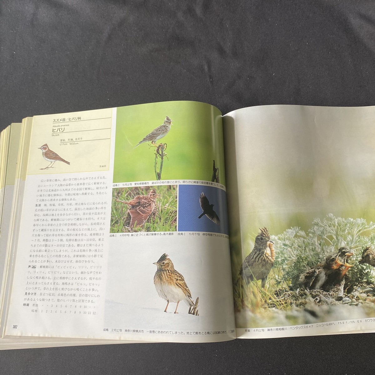 Vintage Encyclopedia Japanese Birds Reference Book Zukan