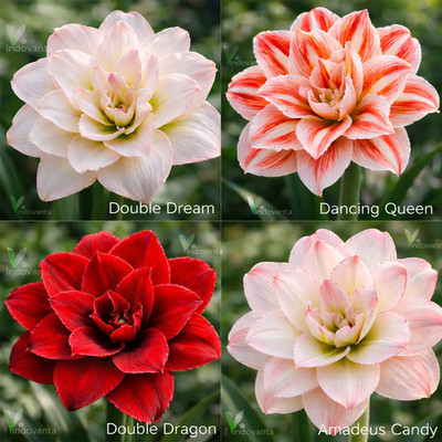 Pretty Amaryllis Double Flowering Bulbs Mix 4 color in one pack | Pack of 4 Bulb