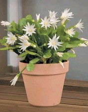 White Hatiora gaertneri / Rhipsalidopsis  Easter cactus. Unrooted cutting. House