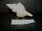 PLEUROPLOCA AURANTIACA ( GOLDEN HORSE CONCH ) — photo 2