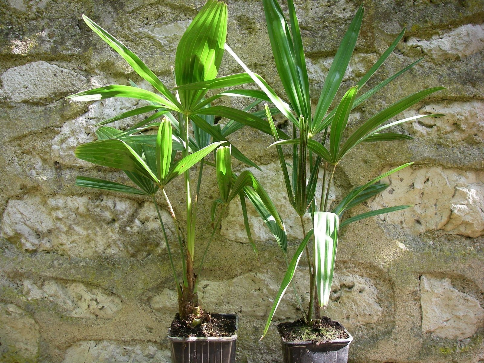 Palmiers rustiques Trachycarpus excelsa pour une terrasse exotique
