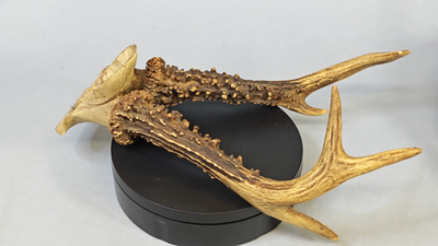 Antique 1887 German Roe Deer Antlers Bredenfelde Estate - Rare