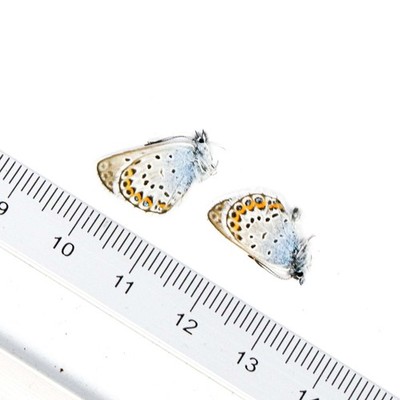 ZWEI (2) silberbesetzte blaue (Plebejus argus) A1 unmontierte Exemplare