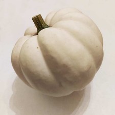 Pumpkin Baby Boo - 20 Seeds - White Squash - Cucurbita Pepo