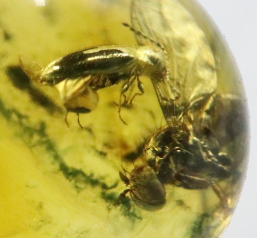 Amber Bead 8.43 mm NOT DRILLED Sphere with Rare Insect trapped for Million Years - Imagen 2 de 11
