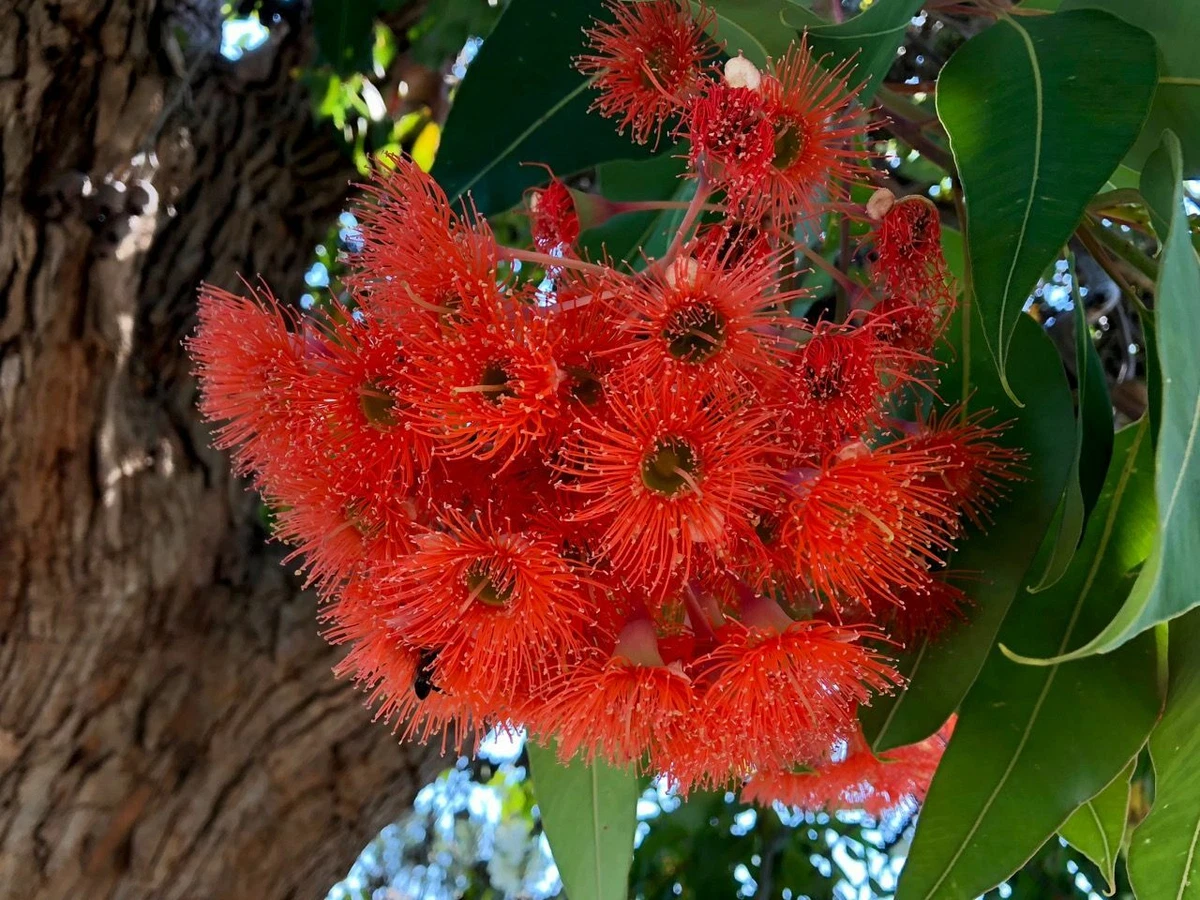 Corymbia Ficifolia Eucalyptus Red Flowering Gum