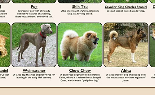Popular Breeds of Dogs Wall Art Chart Poster Paper Laminated in various ...
