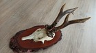 Vintage Real Skull with Horns, white bone, animal skull. Original .Germany 7