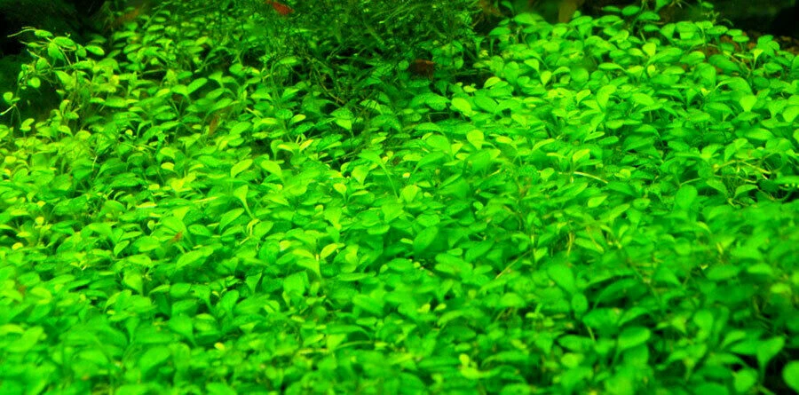 10x10 Glossostigma elatinoides Mat Live Aquarium Plants Aquatic planted tank - Image 4 of 4