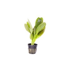 BUY 2 GET 1 FREE Green Ozelot Echinodorus Medium Aquarium Plants