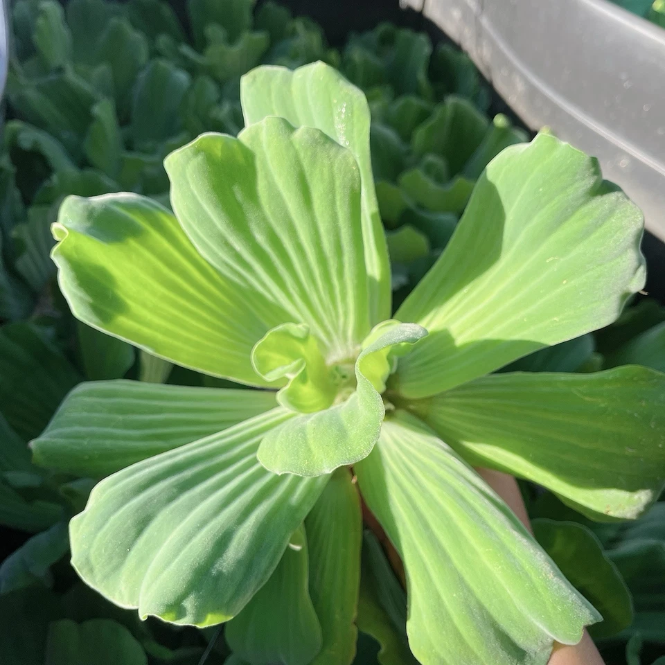 3 Bulb Water Lecttuce Live Floating Aquarium Plant Buy 2 Get 1 Free - Image 2 of 4