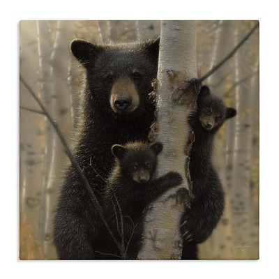 Black Bear and Cubs Soft Birch Tree Forest, Design by Collin Bogle Canvas Wal...
