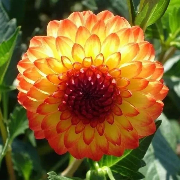 20 Pcs Dahlia Flower Seeds Mix Color Dahlia Flowers House Garden Greenhouse - Image 4 of 4