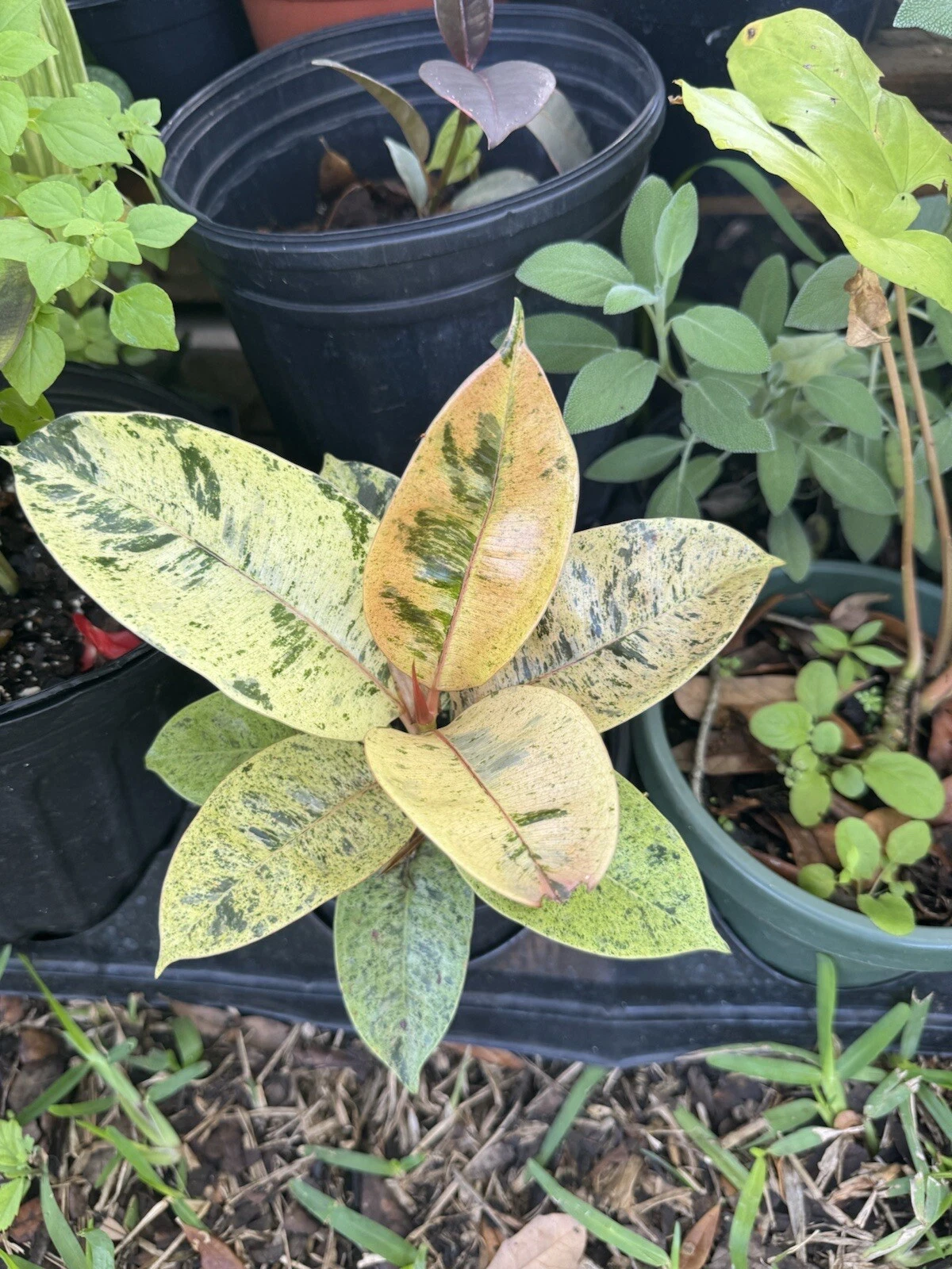 live rubber tree plant