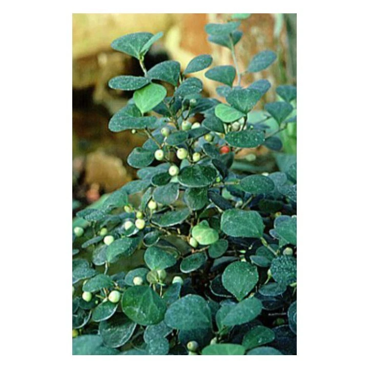 Mistletoe Fig Bonsai Tree - Small Size 8" Tall Indoor Ficus Diversifolia - Image 2 of 2