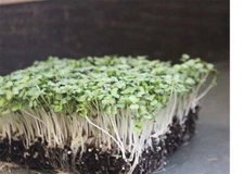 Purple Top White Globe MICROGREEN Seeds | Non-GMO | Heirloom | Sprouting Seeds