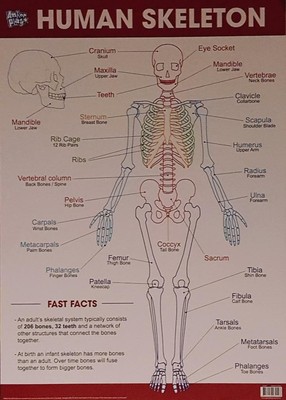 The Human Skeleton Educational Poster New - Maxi Size 49 x 69 cm 27 x ...