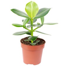 Balsamapfel - Clusia rosea - Höhe ca. 25 cm,...