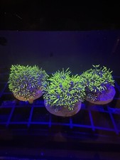 Live Soft Coral Zoa Green Star Polyps GSP 1