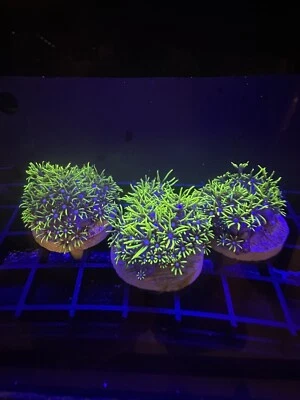 CORAL AQUA CULT Live Soft Coral Zoa Green Star Polyps GSP 1”