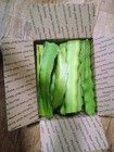 30 Organic Dragon Fruit Cuttings 9 inches long check The Description  — photo 1