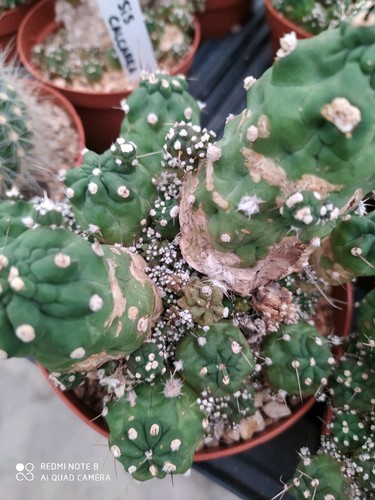 LOBIVIA AUREA SHAFERI MONSTROSA POT10 KAKTEEN SUKKULENTE FETTPFLANZEN KEINE AGAVI - Bild 6 von 7