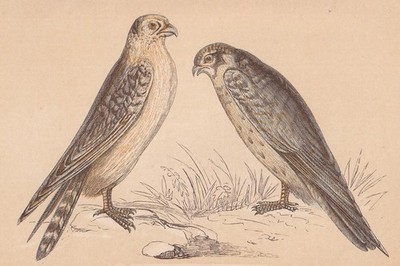 1851 Merlin & Hobby Falke Vogeldruck - Greifvogeldruck - 6,65 x 4,75 cm