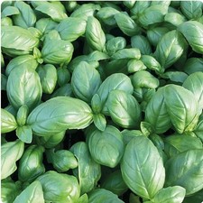 3x Organic Basil (Sweet) Plug Plants "Grow your Own" Herbs - LETTER BOX PACK