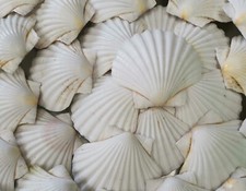 12 Extra Large Scottish Scallop Shells 13cm+ (Curved)