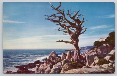Ancient Sentinel Cypress Coast 17-Mile Drive CA California Postcard