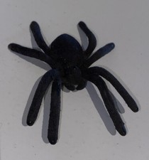 Big Black Spider Tarantula