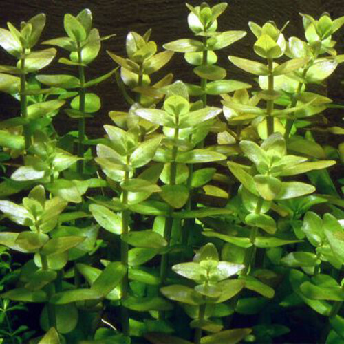 BACOPA CAROLINIANA Pianta Acquario Crescita Veloce dolce facile